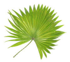 feuille verte de palmier isolé sur fond transparent fichier png