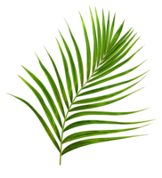 Green leaf of palm tree on transparent background png file