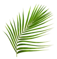 Green leaf of palm tree on white background png