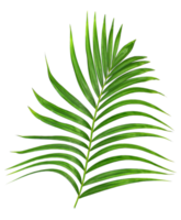 Green leaf of palm tree on transparent background png file