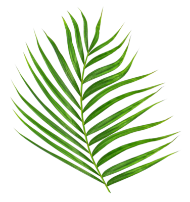Palm Leaf PNGs for Free Download