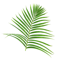 Green leaf of palm tree on transparent background png file