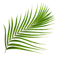 Green leaf of palm tree on transparent background png file