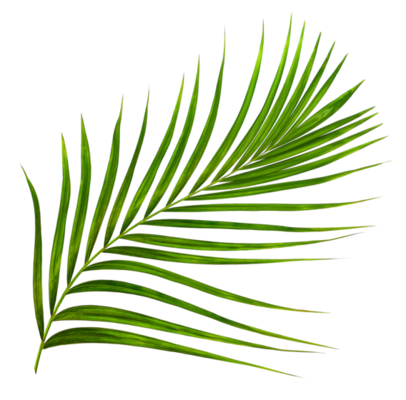 Palm Leaf PNGs for Free Download