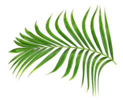 Green leaf of palm tree on transparent background png file