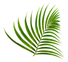 Green leaf of palm tree on transparent background png file