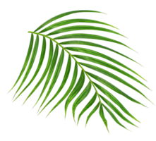 Green leaf of palm tree on transparent background png file