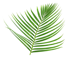 Green leaf of palm tree on transparent background png file