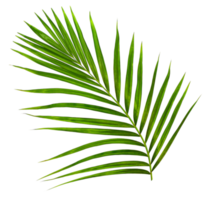 Green leaf of palm tree on transparent background png file