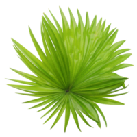 green leaf of palm tree isolated on transparent background png file