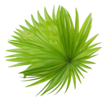 green leaf of palm tree isolated on transparent background png file