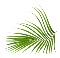 Green leaf of palm tree on transparent background png file