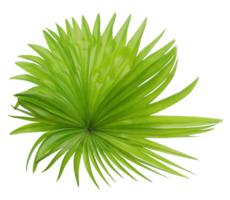 green leaf of palm tree isolated on transparent background png file