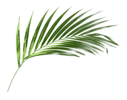 green palm leaf isolate on transparent background png file