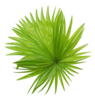 green leaf of palm tree isolated on transparent background png file