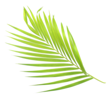 green palm leaf isolate on transparent background png file