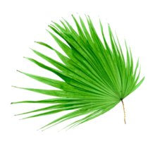 green leaf palm tree isolated on transparent background png file