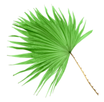 palmera de hoja verde aislada en archivo png de fondo transparente
