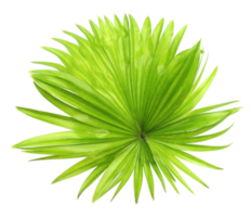 green leaf palm tree isolated on transparent background png file