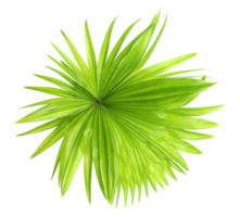 green leaf palm tree isolated on transparent background png file