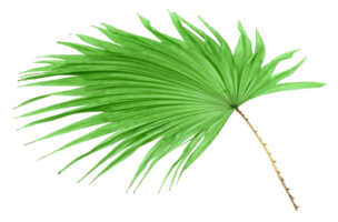 green leaf palm tree isolated on transparent background png file