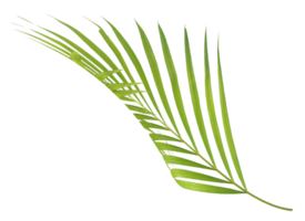 palmier feuille verte isolé sur fond transparent fichier png