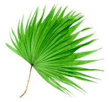 palmera de hoja verde aislada en archivo png de fondo transparente