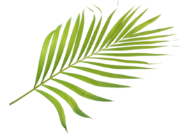 green leaf palm tree isolated on transparent background png file