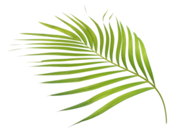 green leaf palm tree isolated on transparent background png file