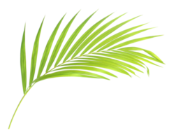 palmera de hoja verde aislada en archivo png de fondo transparente