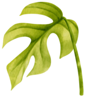 illustrazione dell'acquerello tropicale della foglia di ginny mini monstera png