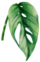 epipremnum pinnatum tropical leaf watercolor illustration png