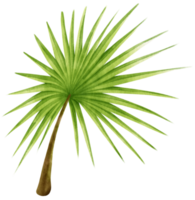 ilustración de acuarela tropical de hoja de palma png