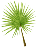 Palm leaf tropical watercolor illustration png