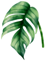 epipremnum pinnatum tropiska blad akvarell illustration png
