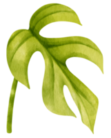 illustrazione dell'acquerello tropicale della foglia di ginny mini monstera png