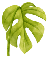 illustrazione dell'acquerello tropicale della foglia di ginny mini monstera png