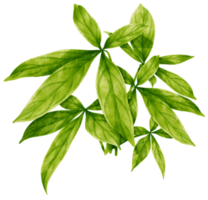 pachira glabra planta tropical acuarela ilustración png