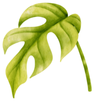 ginny mini monstera blad tropisk akvarell illustration png