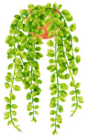 ilustración de acuarela de planta de interior de peperomia de hoja redonda png