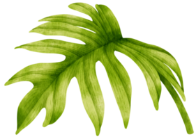 Philodendron mayoi tropical leaf watercolor png