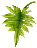 Philodendron mayoi tropical leaf watercolor png