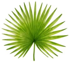 ilustración de acuarela tropical de hoja de palma png