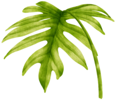 philodendron mayoi tropiska löv akvarell png