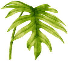 Philodendron mayoi tropical leaf watercolor png