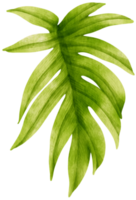 Philodendron mayoi tropical leaf watercolor png