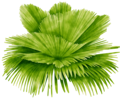 tropische aquarellillustration der palme png