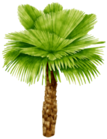 palmera tropical ilustración acuarela png