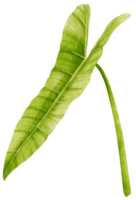 ilustración de acuarela de hoja tropical de filodendro png