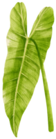 ilustración de acuarela de hoja tropical de filodendro png